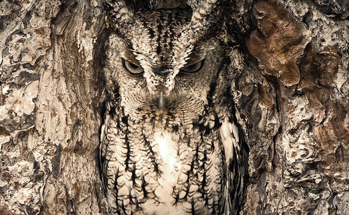 ECMAScript 6 Proxy ECMAScript 6 Proxy